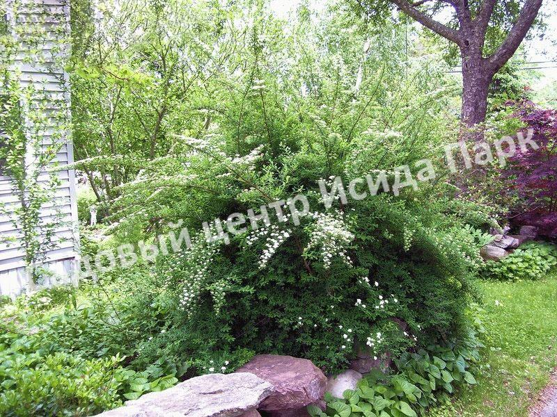 Спирея Сноумаунд (Snowmound) Спирея Сноумаунд (Snowmound)