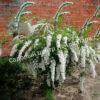 Спирея Сноумаунд (Snowmound) 23 Спирея Сноумаунд (Snowmound) 23