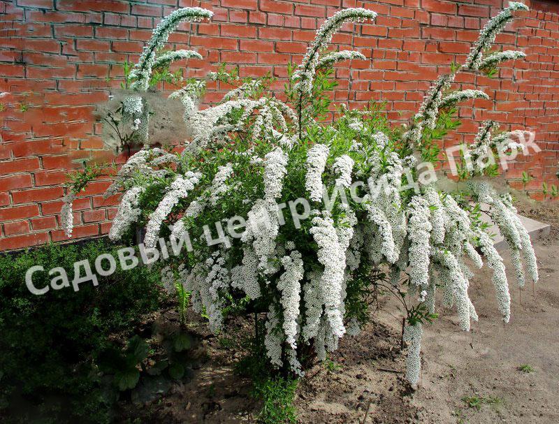 Спирея Сноумаунд (Snowmound) Спирея Сноумаунд (Snowmound)