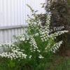 Спирея Сноумаунд (Snowmound) 24 Спирея Сноумаунд (Snowmound) 24