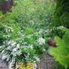 Спирея Сноумаунд (Snowmound) 25