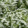 Спирея Сноумаунд (Snowmound) 26 Спирея Сноумаунд (Snowmound) 26