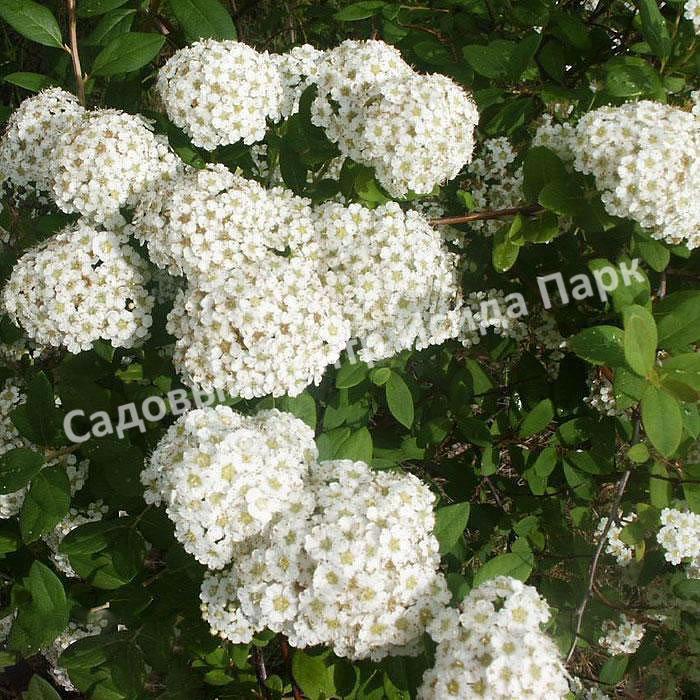 Спирея Сноумаунд (Snowmound) Спирея Сноумаунд (Snowmound)