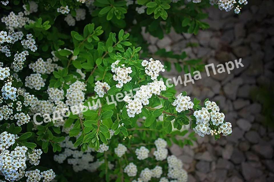 Спирея Сноумаунд (Snowmound) Спирея Сноумаунд (Snowmound)