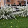 Спирея серая (Spiraea x cinerea) 10