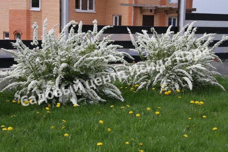 Спирея серая (Spiraea x cinerea) Спирея серая (Spiraea x cinerea)