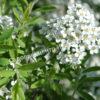 Спирея серая (Spiraea x cinerea) 8