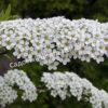 Спирея серая (Spiraea x cinerea) 19