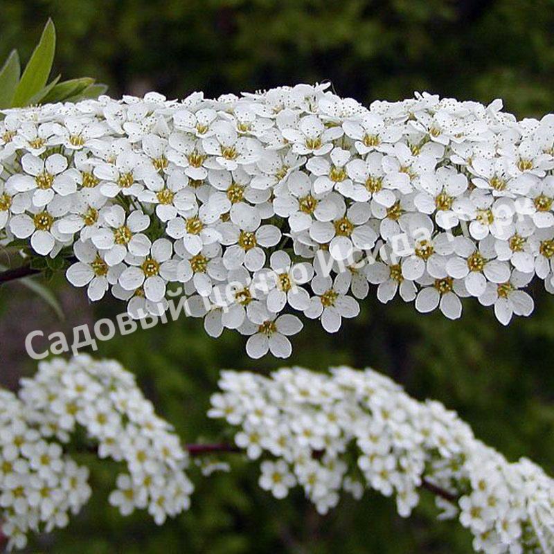 Спирея серая (Spiraea x cinerea) Спирея серая (Spiraea x cinerea)