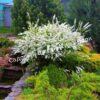Спирея серая (Spiraea x cinerea) 9