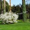 Спирея серая (Spiraea x cinerea) 11