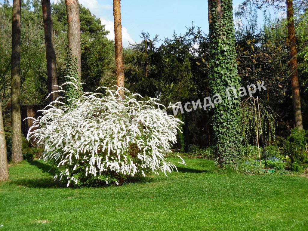 Спирея серая (Spiraea x cinerea) Спирея серая (Spiraea x cinerea)