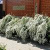 Спирея серая (Spiraea x cinerea) 20