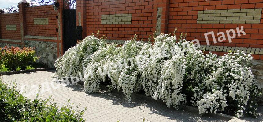 Спирея серая (Spiraea x cinerea) Спирея серая (Spiraea x cinerea)