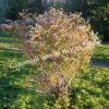 Спирея серая (Spiraea x cinerea) 21