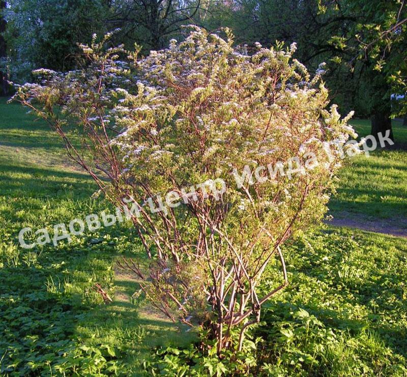 Спирея серая (Spiraea x cinerea) Спирея серая (Spiraea x cinerea)