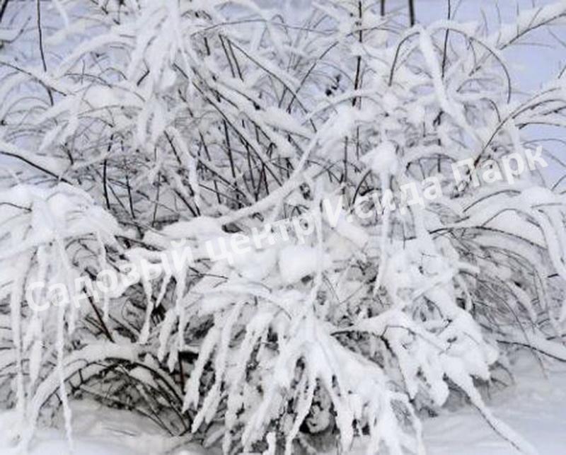 Спирея серая (Spiraea x cinerea) Спирея серая (Spiraea x cinerea)