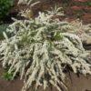 Спирея серая (Spiraea x cinerea) 23