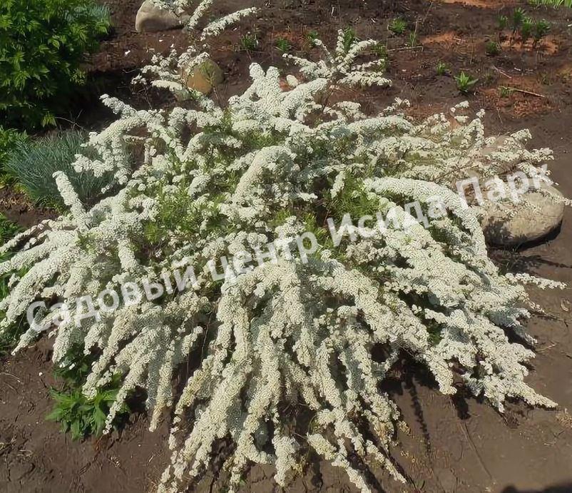 Спирея серая (Spiraea x cinerea) Спирея серая (Spiraea x cinerea)