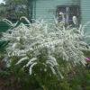 Спирея серая (Spiraea x cinerea) 24