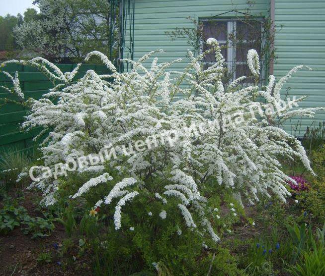Спирея серая (Spiraea x cinerea) Спирея серая (Spiraea x cinerea)