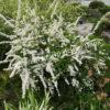 Спирея серая (Spiraea x cinerea) 12