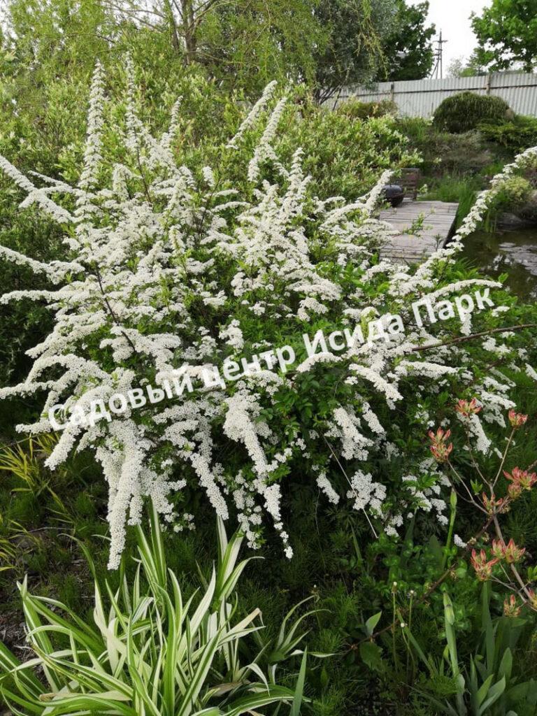 Спирея серая (Spiraea x cinerea) Спирея серая (Spiraea x cinerea)