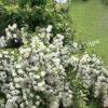 Спирея серая (Spiraea x cinerea) 25