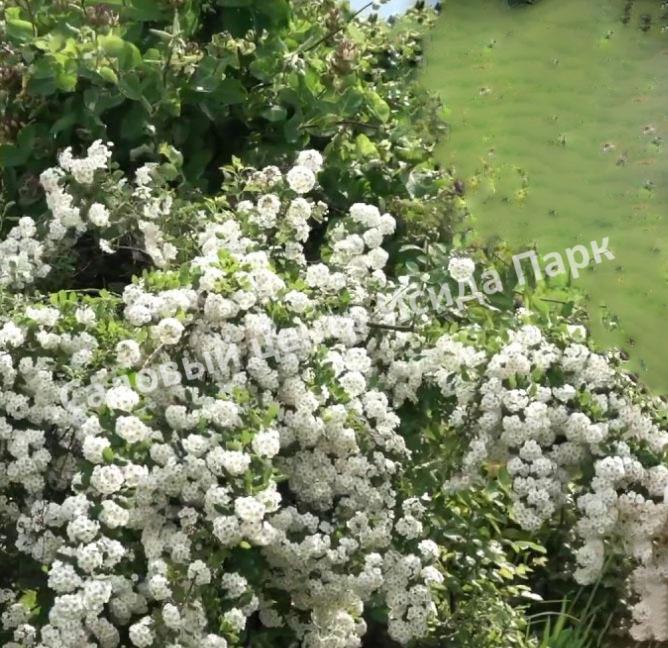 Спирея серая (Spiraea x cinerea) Спирея серая (Spiraea x cinerea)