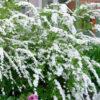Спирея серая (Spiraea x cinerea) 13