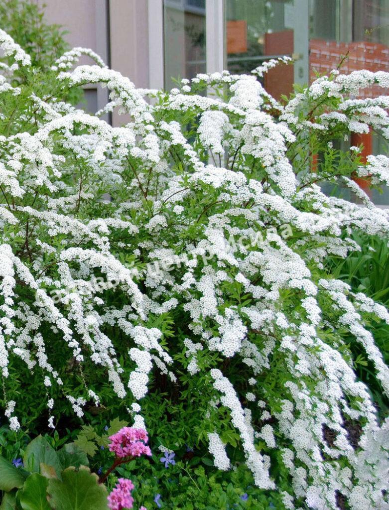 Спирея серая (Spiraea x cinerea) Спирея серая (Spiraea x cinerea)