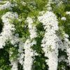Спирея серая (Spiraea x cinerea) 14