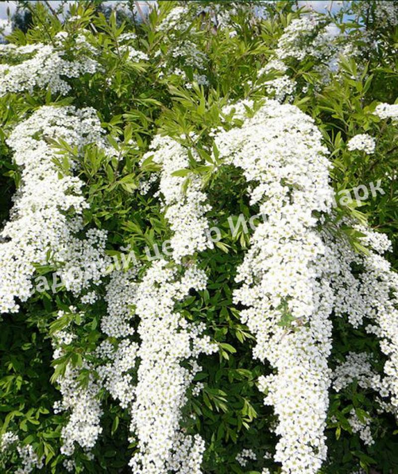 Спирея серая (Spiraea x cinerea) Спирея серая (Spiraea x cinerea)
