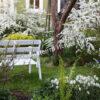 Спирея серая (Spiraea x cinerea) 26