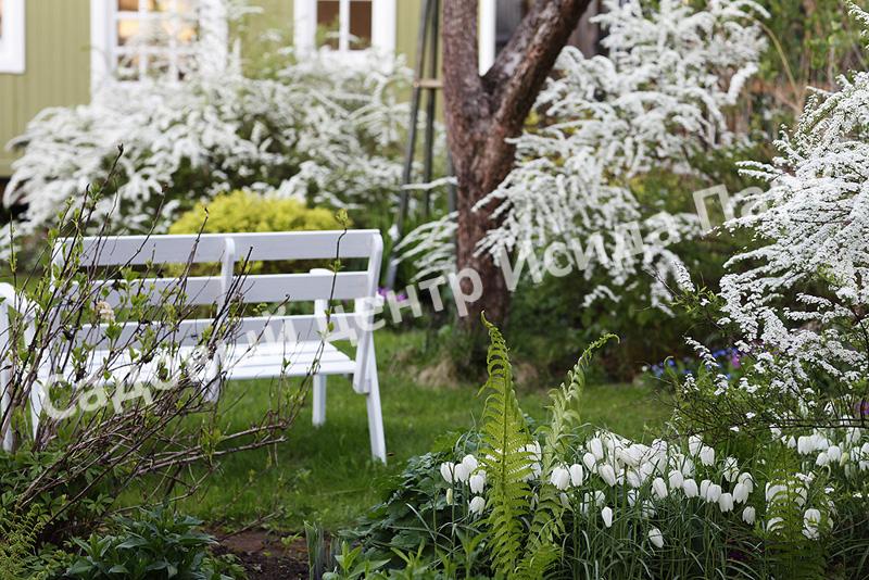 Спирея серая (Spiraea x cinerea) Спирея серая (Spiraea x cinerea)