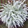 Спирея серая (Spiraea x cinerea) 15