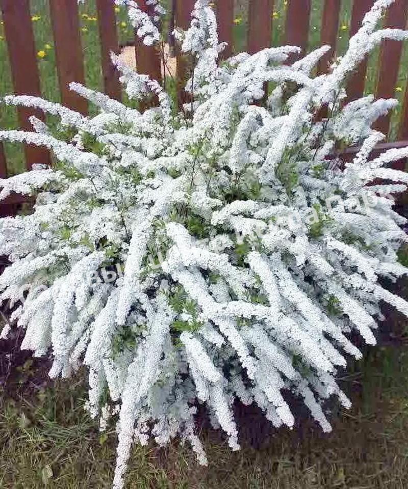 Спирея серая (Spiraea x cinerea) Спирея серая (Spiraea x cinerea)