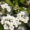 Спирея серая (Spiraea x cinerea) 16
