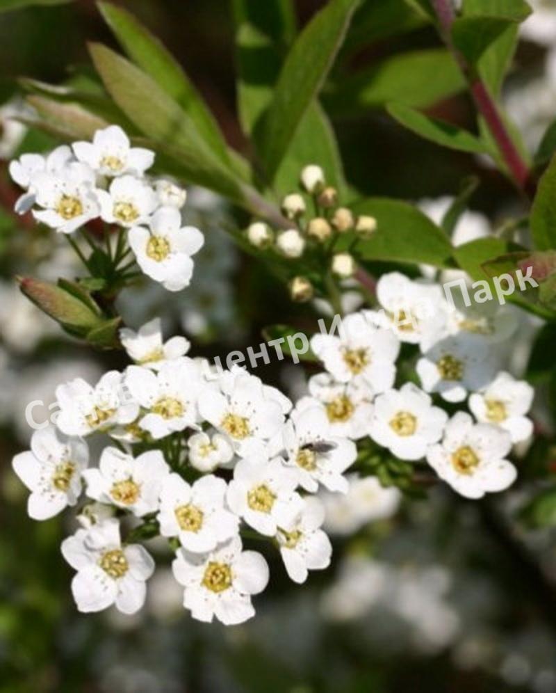 Спирея серая (Spiraea x cinerea) Спирея серая (Spiraea x cinerea)