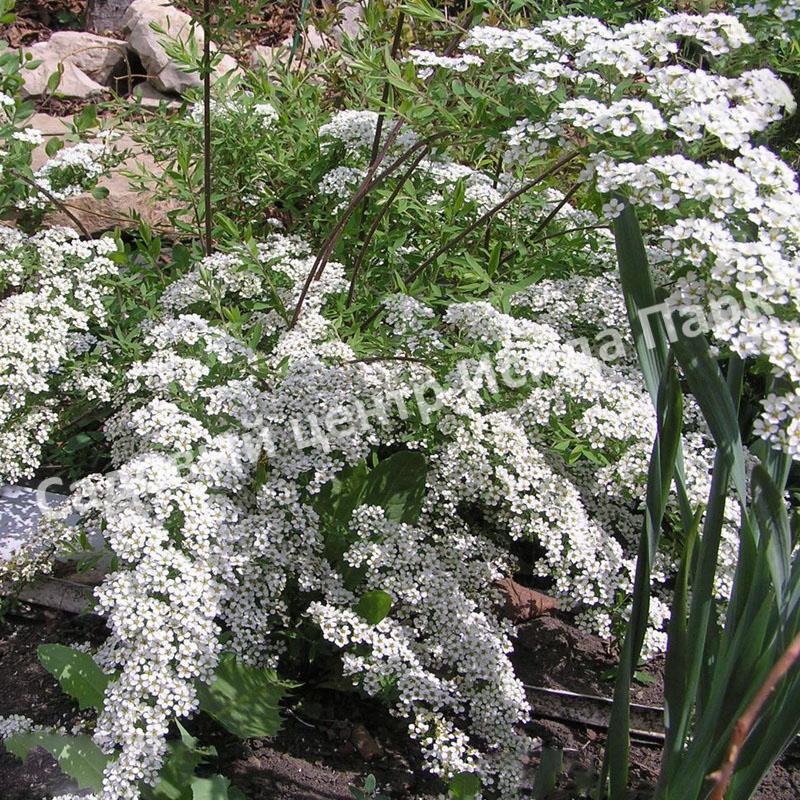Спирея серая (Spiraea x cinerea) Спирея серая (Spiraea x cinerea)