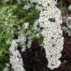 Спирея серая (Spiraea x cinerea) 18