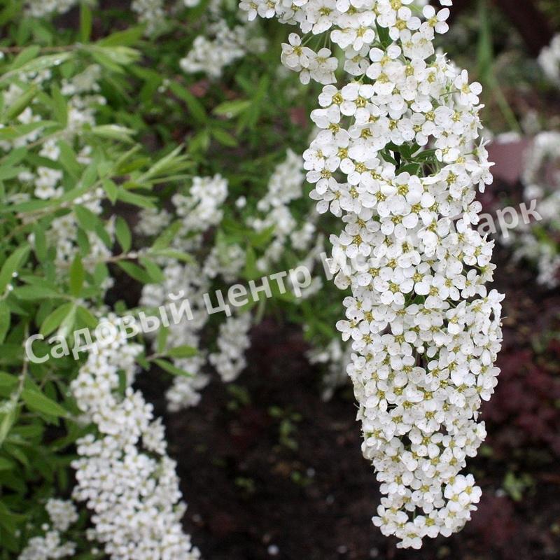 Спирея серая (Spiraea x cinerea) Спирея серая (Spiraea x cinerea)