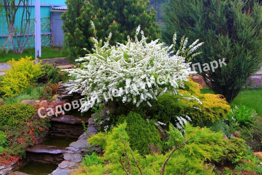 Спирея серая (Spiraea x cinerea) Спирея серая (Spiraea x cinerea)
