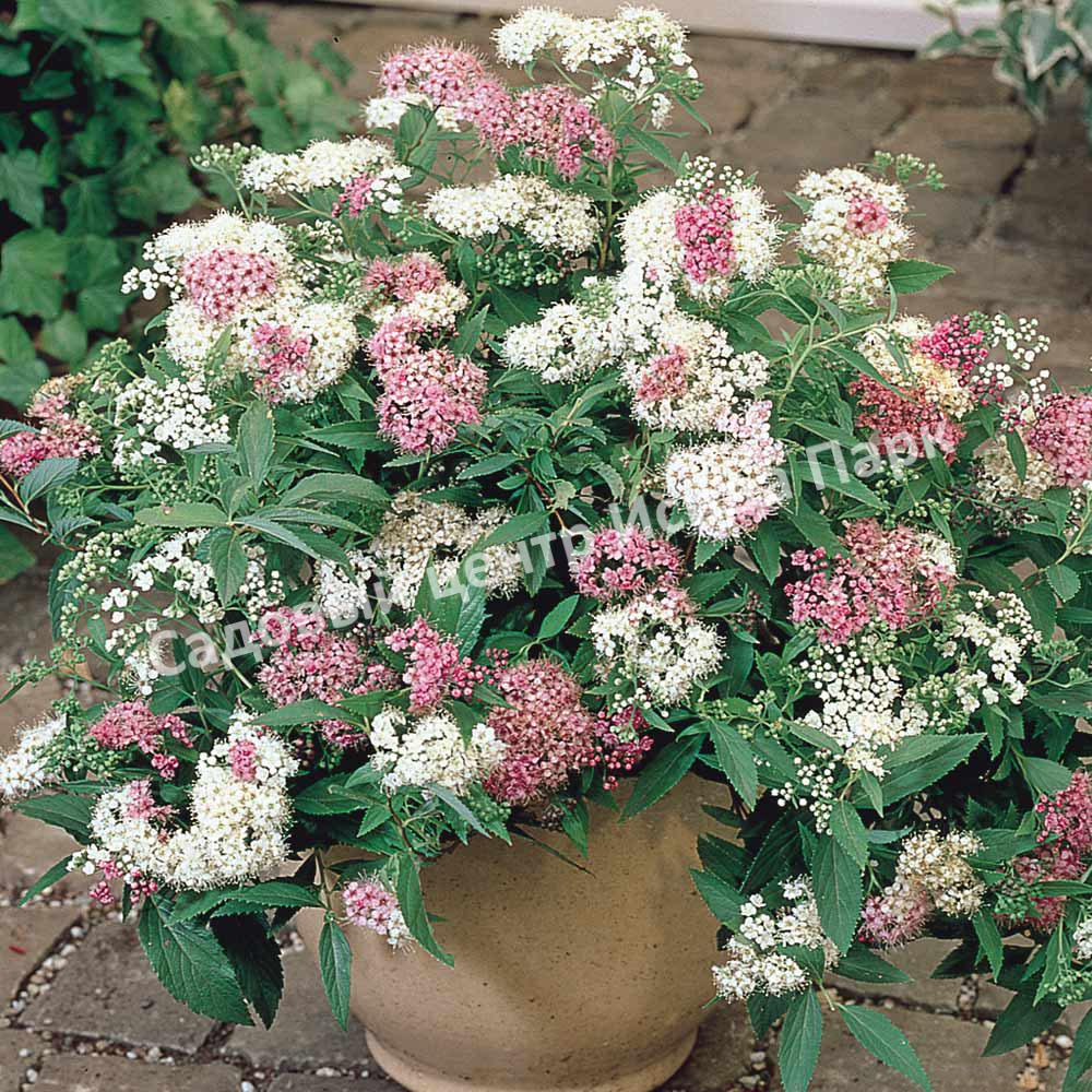 Спирея японская Широбана, Генпей, Genpei (Shirobana) Спирея японская Широбана, Генпей, Genpei (Shirobana)