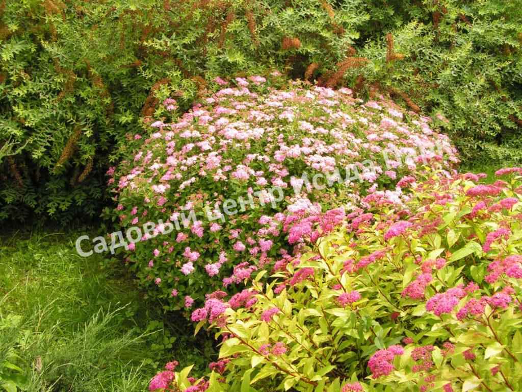 Спирея японская Широбана, Генпей, Genpei (Shirobana) Спирея японская Широбана, Генпей, Genpei (Shirobana)