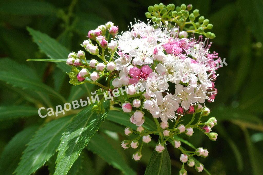 Спирея японская Широбана, Генпей, Genpei (Shirobana) Спирея японская Широбана, Генпей, Genpei (Shirobana)