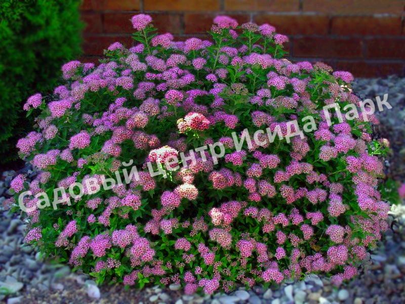 Спирея японская Широбана, Генпей, Genpei (Shirobana) Спирея японская Широбана, Генпей, Genpei (Shirobana)