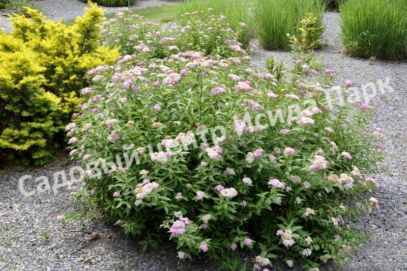 Спирея японская Широбана, Генпей, Genpei (Shirobana) Спирея японская Широбана, Генпей, Genpei (Shirobana)