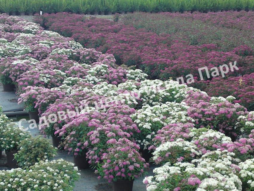 Спирея японская Широбана, Генпей, Genpei (Shirobana) Спирея японская Широбана, Генпей, Genpei (Shirobana)