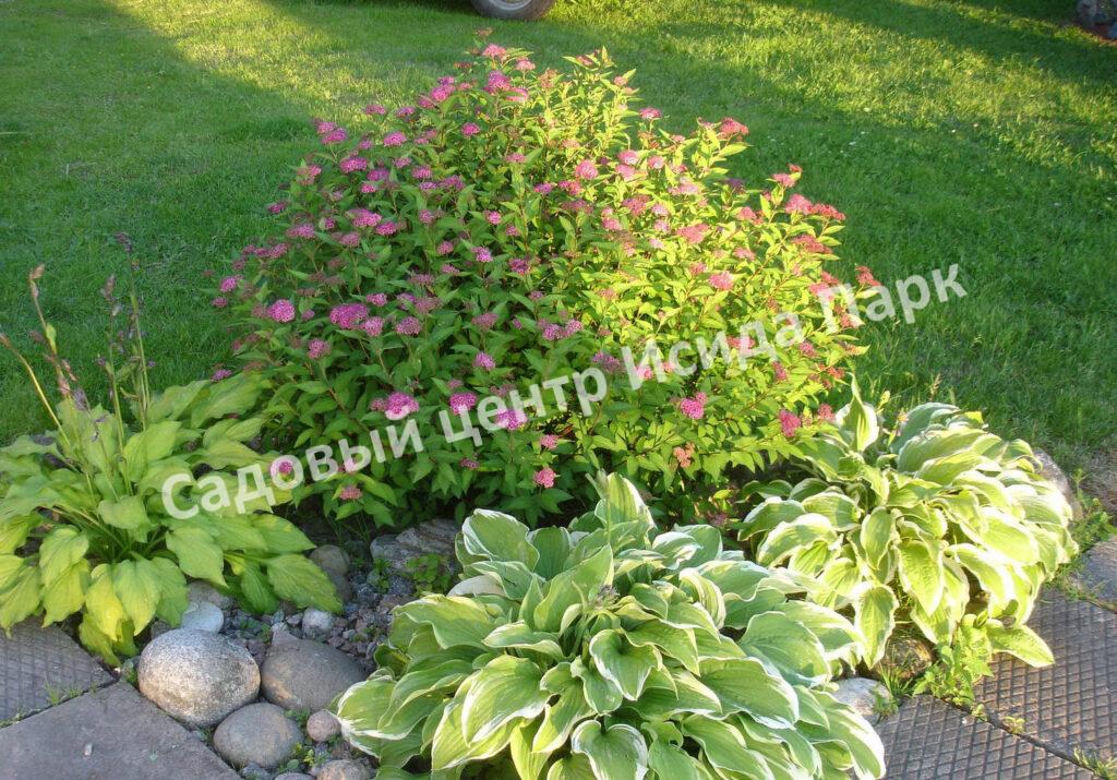 Спирея японская Широбана, Генпей, Genpei (Shirobana) Спирея японская Широбана, Генпей, Genpei (Shirobana)